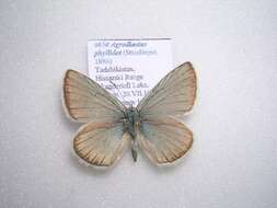 Image of <i>Polyommatus phyllides</i>