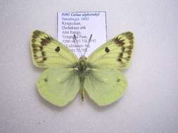 Image of Colias alpherakyi