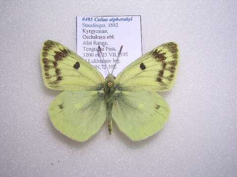 Image of Colias alpherakyi