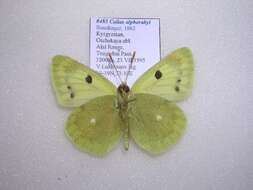 Image of Colias alpherakyi