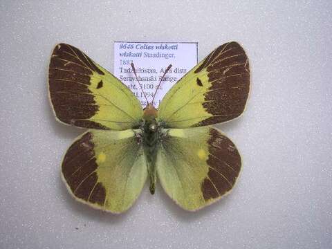 Image of <i>Colias <i>wiskotti</i></i> wiskotti