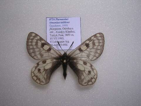 Image of <i>Parnassius simonius taldicus</i>