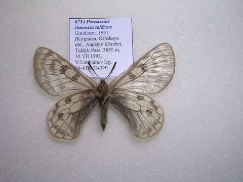 Plancia ëd <i>Parnassius simonius taldicus</i>