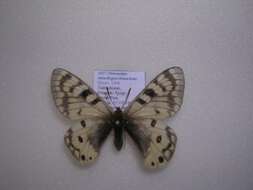 Image of <i>Parnassius staudingeri hissaricus</i>