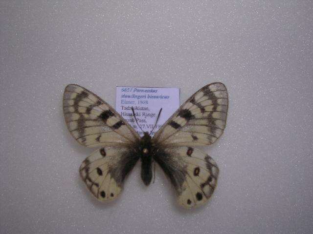 Sivun <i>Parnassius staudingeri hissaricus</i> kuva