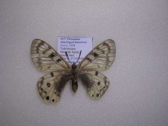 Sivun <i>Parnassius staudingeri hissaricus</i> kuva