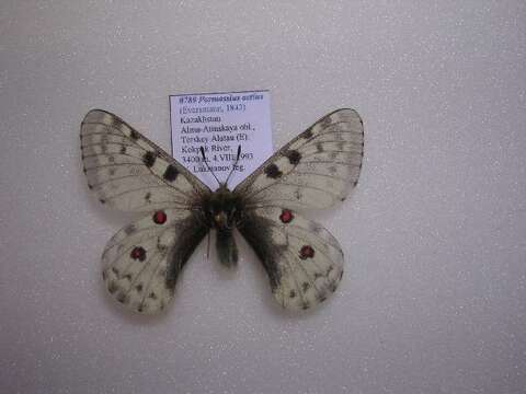 Image of Parnassius actius (Eversmann 1843)