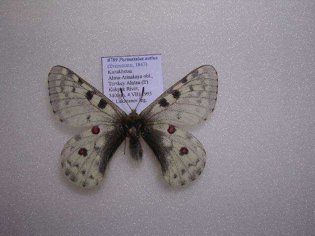 Слика од Parnassius actius (Eversmann 1843)