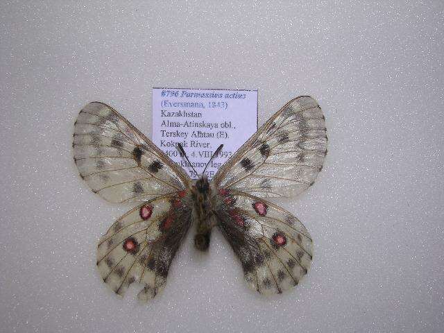 Слика од Parnassius actius (Eversmann 1843)