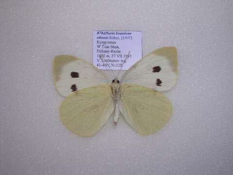 Image of Pieris brassicae ottonis