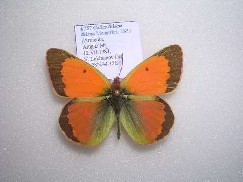 <i>Colias <i>thisoa</i></i> thisoa的圖片