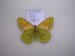 Image of <i>Colias <i>thisoa</i></i> thisoa