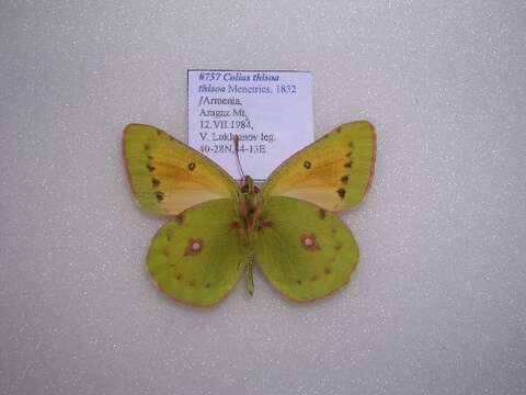 <i>Colias <i>thisoa</i></i> thisoa的圖片