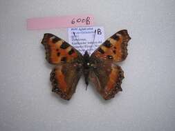 Image of <i>Aglais nixa</i>