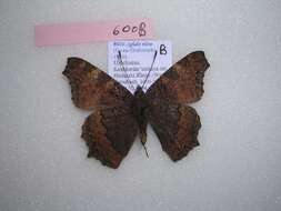 Image of <i>Aglais nixa</i>