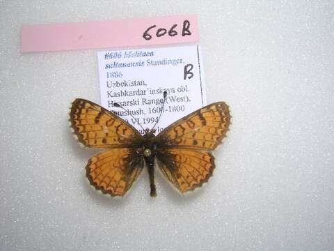 Imagem de Melitaea sultanensis