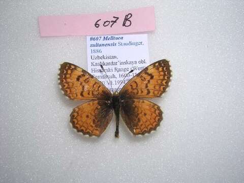 Imagem de Melitaea sultanensis