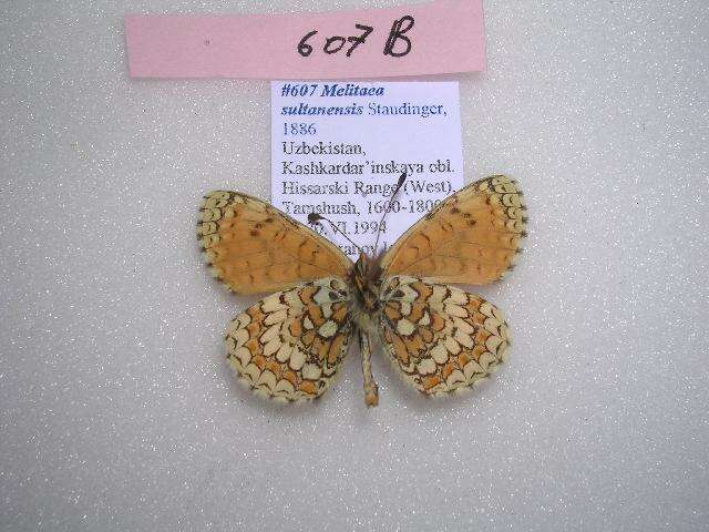 Imagem de Melitaea sultanensis