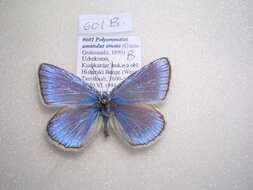 Image of <i>Polyommatus amandus amata</i>