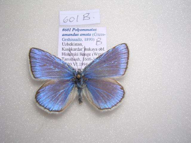 Image of <i>Polyommatus amandus amata</i>