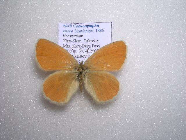 Image of Coenonympha caeca Staudinger 1886