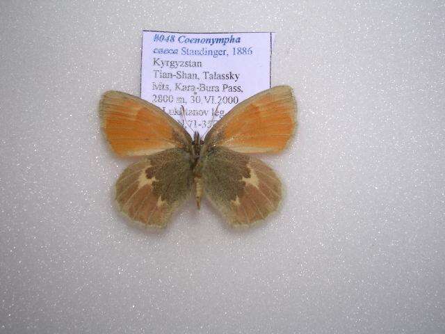 Image of Coenonympha caeca Staudinger 1886