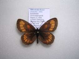 <i>Erebia theano</i> resmi