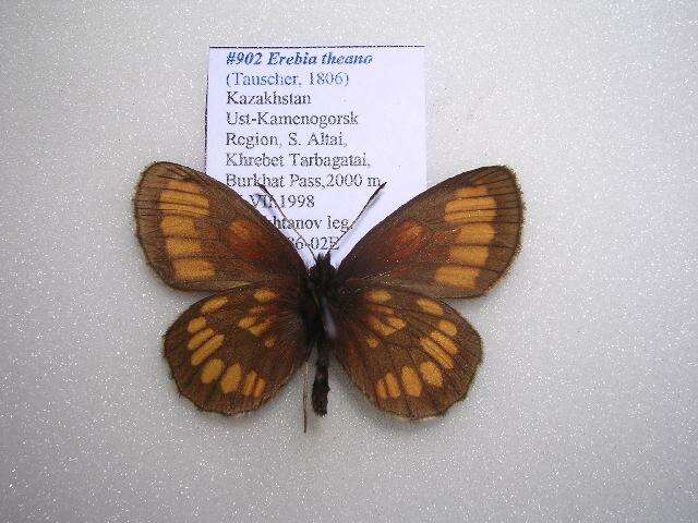 <i>Erebia theano</i> resmi