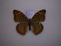 Image of Argynnis pandora