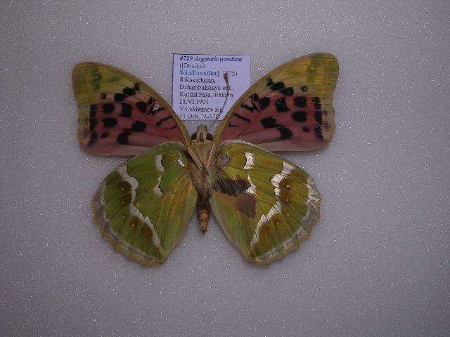 Image of Argynnis pandora