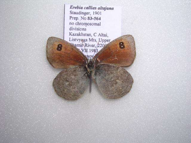 Image of <i>Erebia callias altajana</i>