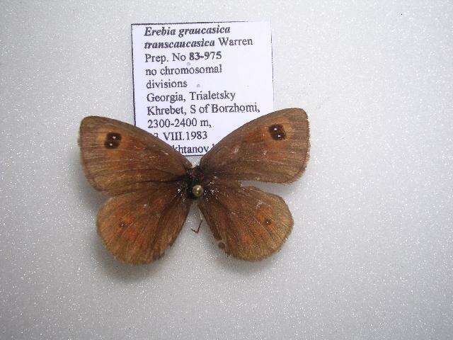 <i>Erebia graucasica transcaucasica</i> resmi