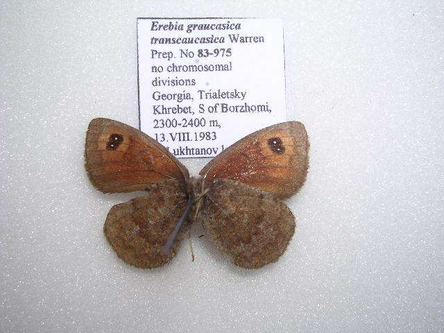 <i>Erebia graucasica transcaucasica</i> resmi