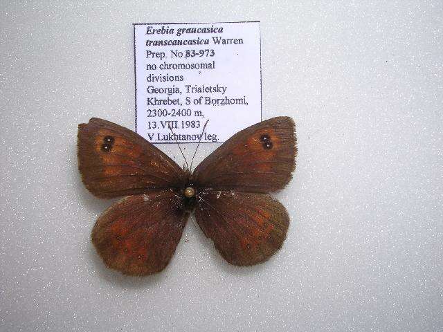 <i>Erebia graucasica transcaucasica</i> resmi