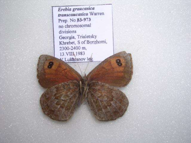 <i>Erebia graucasica transcaucasica</i> resmi