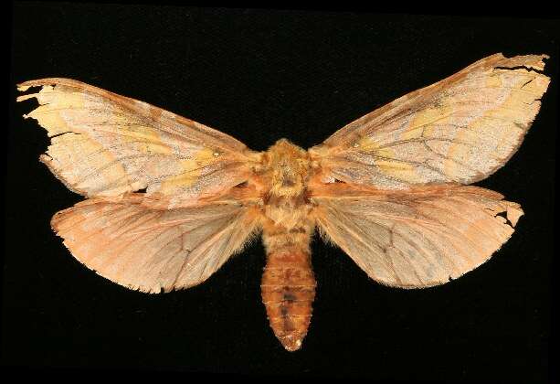 Image of Four-spotted Ghost Moth