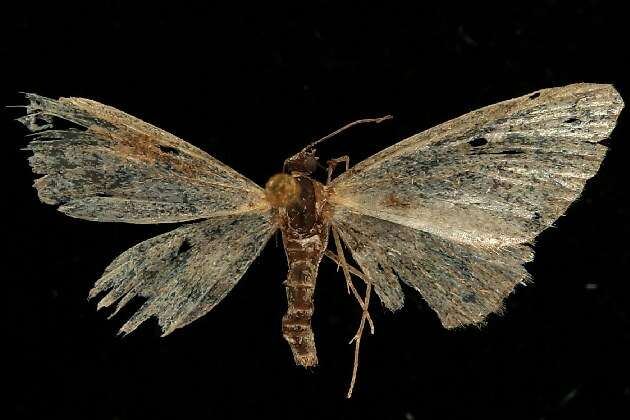 Image of <i>Eupithecia niphadophilata</i>