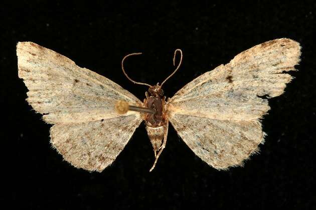 Image of <i>Eupithecia niphadophilata</i>