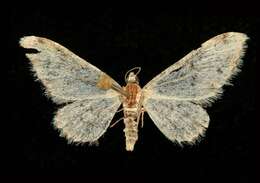 Image of Prorella leucata Hulst 1896