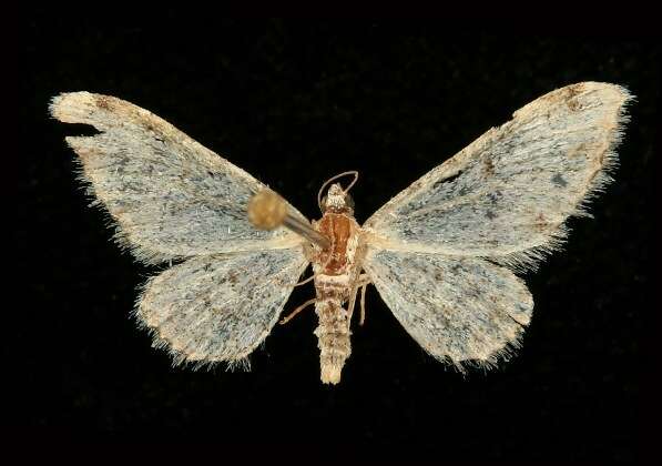 Image of Prorella leucata Hulst 1896