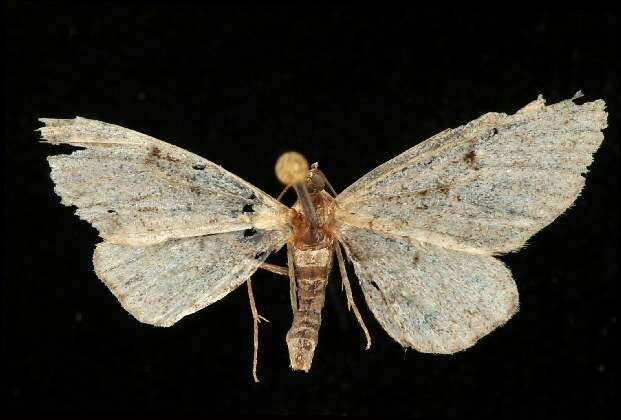 Image of <i>Eupithecia niphadophilata</i>