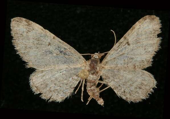 Image of <i>Eupithecia niphadophilata</i>