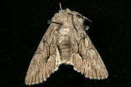 Image of Dark Grey Fishia Moth