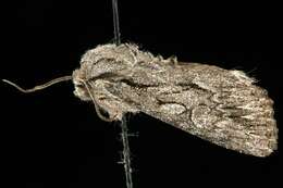 Image of Dark Grey Fishia Moth