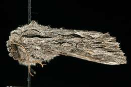 Image of Dark Grey Fishia Moth