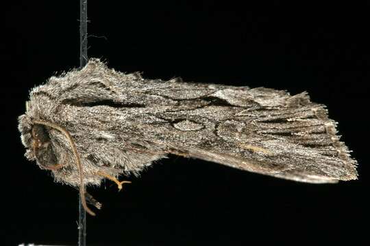 Image of Dark Grey Fishia Moth