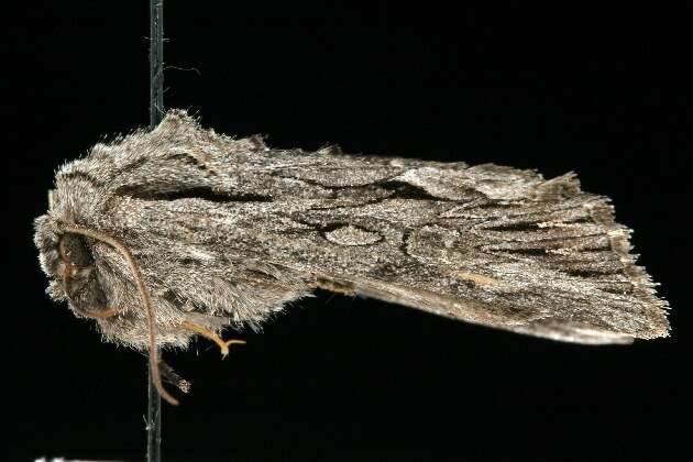 Image of Dark Grey Fishia Moth