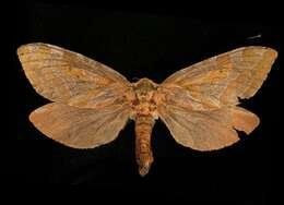 Image of Four-spotted Ghost Moth