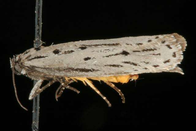 Image of Gray Ethmia