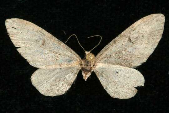 Слика од Eupithecia pseudotsugata MacKay 1951